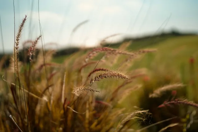 Wild grasses backlit by the sun in the Leventes garden