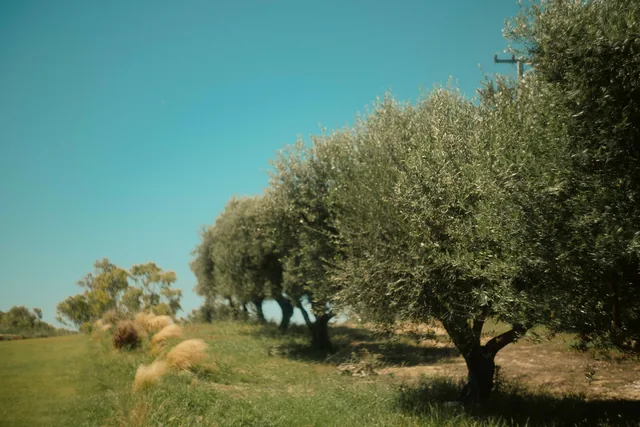 The olive grove surrounding the Leventes estate